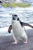 Тайны пингвинов смотреть онлайн сериал 1 сезон